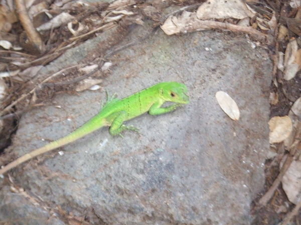 Bright Green Lizard on Ometepe