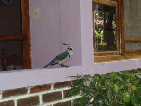 Pesky Blue Jay at Ometepe