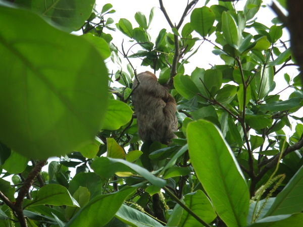 Another Two Toed Sloth