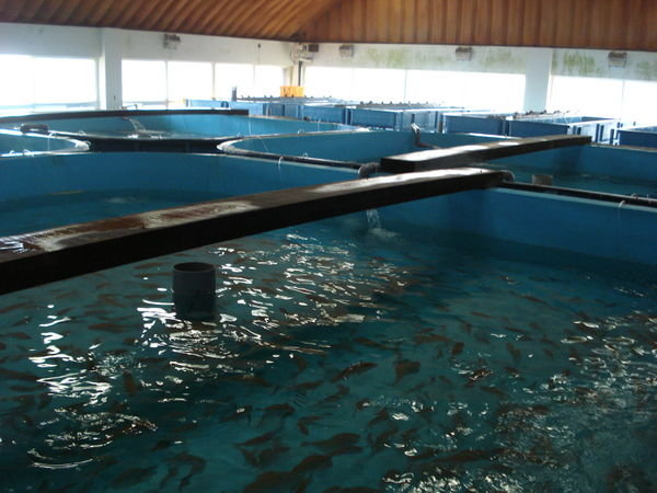 farming hatchery fish in the plant