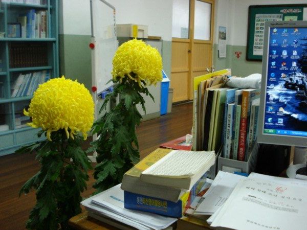My chrysanthemum