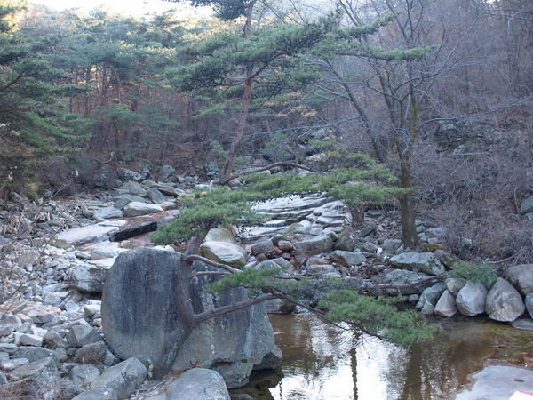 A pine tree in the valley stream