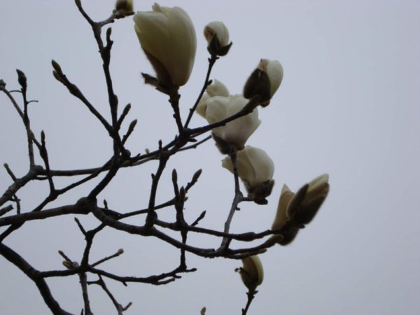 A magnolia blossom