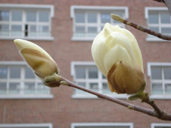  A magnolia blossom