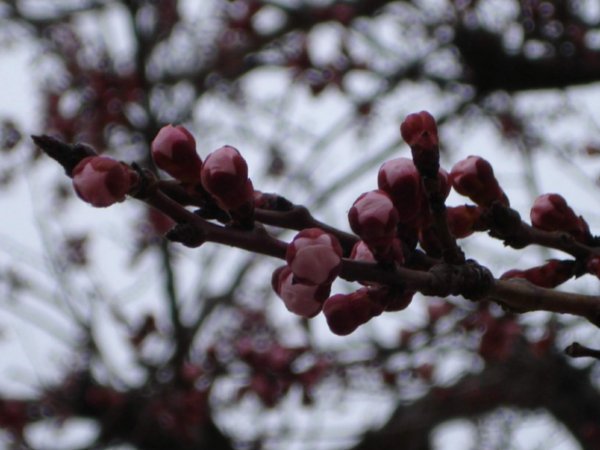 A Japanese apricot blossom