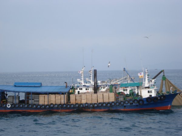 an anchovy fishery boat