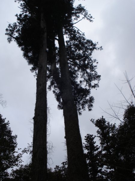 cedars in the Jpn temple, Yufuin