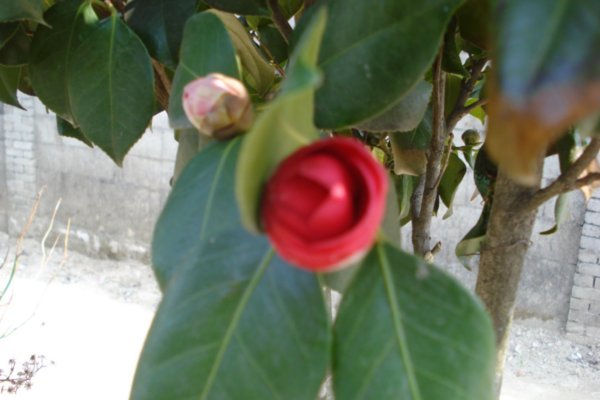 camellia#3