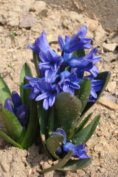 hyacinth#5