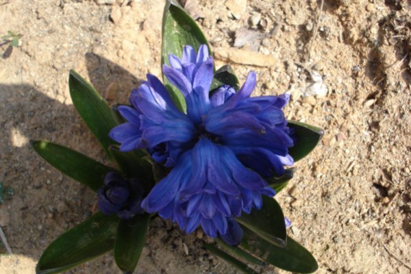 Hyacinth#6