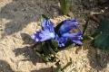 hyacinth#2
