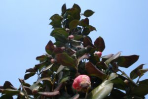 camellia #2