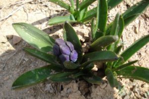 hyacinth#3
