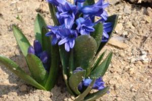 hyacinth#4