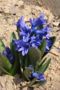hyacinth#5