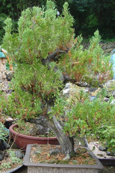 a dwarfed potted tree#1(a Chinese juniper)