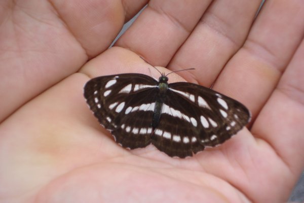 an inactive butterfly in  my hand