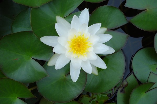 A water lily