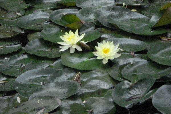 water lilies and a frog  on leaf of a water lily