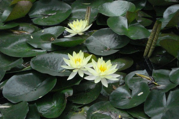 water lilies in small pond#2