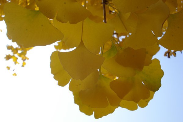 Leaves of a gingko tree