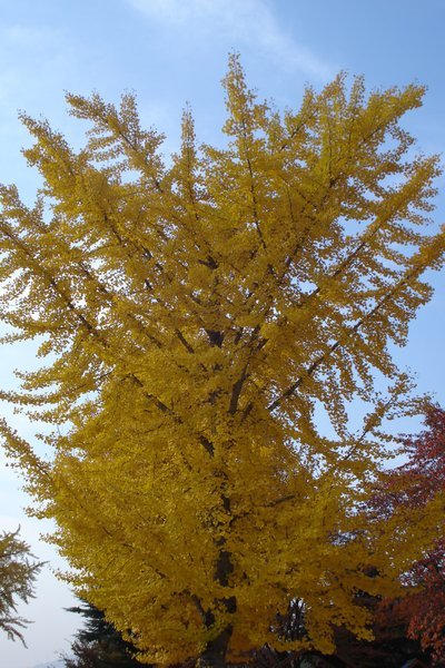 A gingko tree in my school backyard