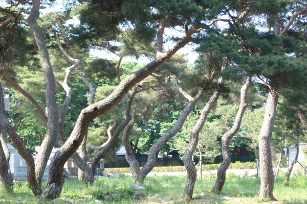 Pine trees in my hometown.