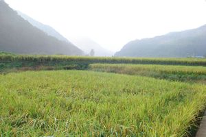 My father's rice field