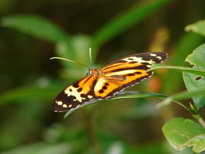 Butterfly in Iguazu national park