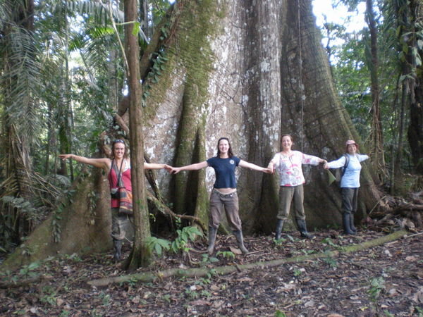 Huge jungle tree!