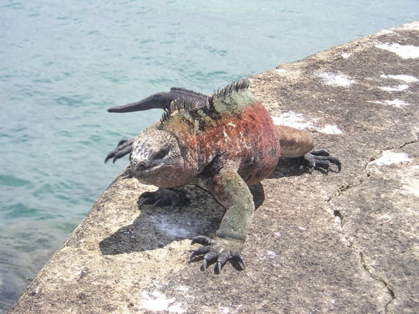 Marine Iguana at Floreana harbour