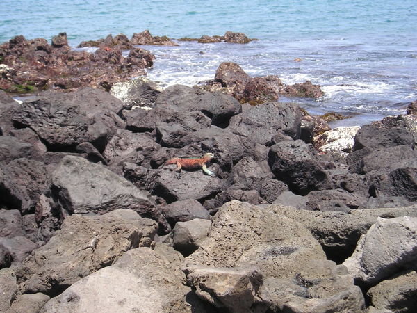 Marine Iguana basking on the rocks at Floreana 