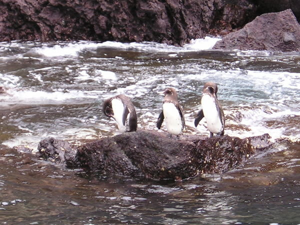 Penguins at the Devils crown snorkelling site near Floreana