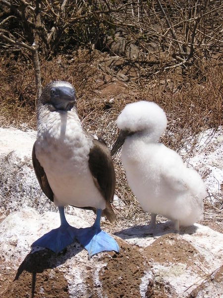 Blue Footed Boobie and baby on North Seymour island