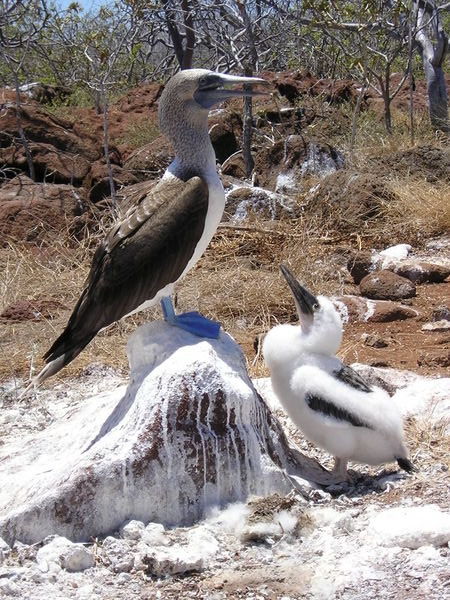 Another Blue Footed Boobie and chick