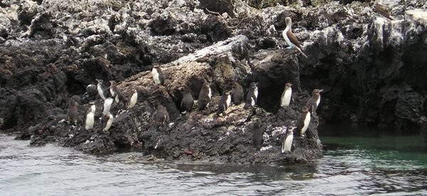 Penguins at Isabela