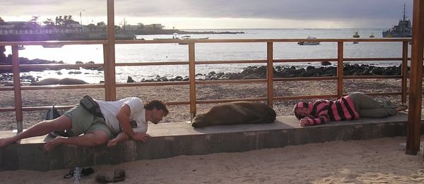 3 sea lions relaxing on the sidwalk - San Cristobel