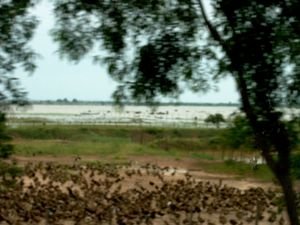 Duck farm