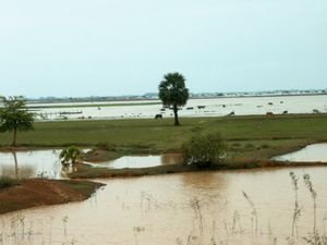 Mekong River floodplain_3