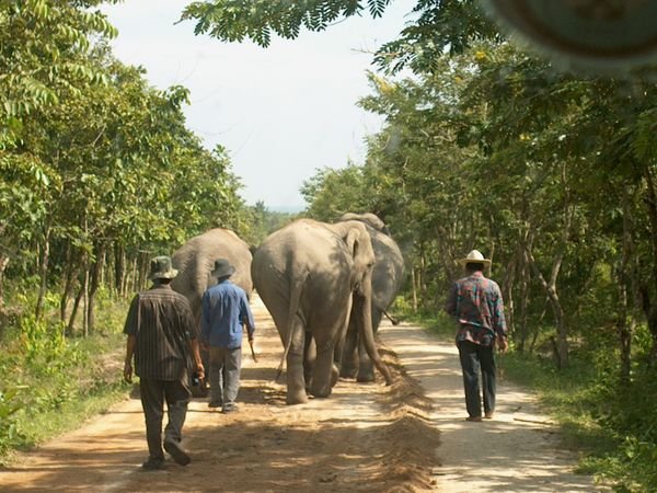 Elephant walk