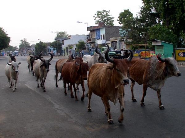 Cow parade at Ahmadabad