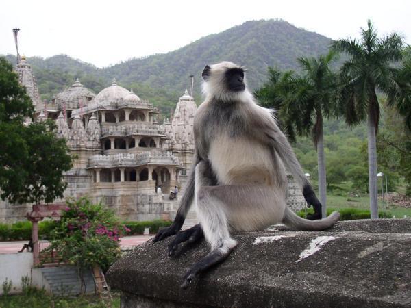 Monkey poses on wall outside the main temple, Ranakpur 