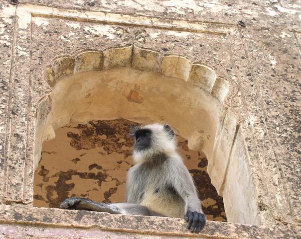Monkey sitting in a window at the fortress, Bundi