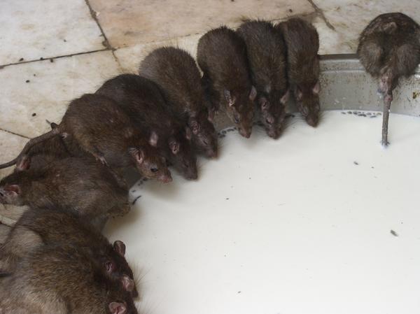 Rats drink out of a comunal plate at the famous Karni Mata Mandir (Rat Temple), Deshnoke