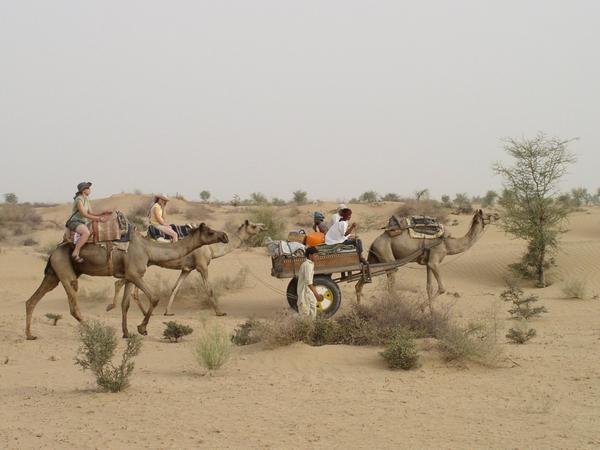 Camel Safari, Thar Desert