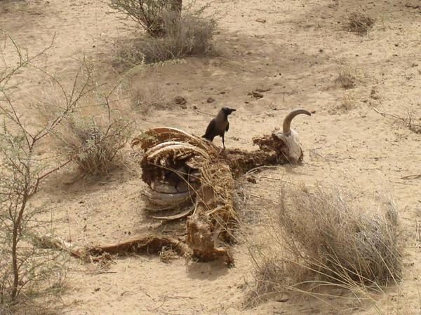 Animal carcass and scavanger, Thar Desert