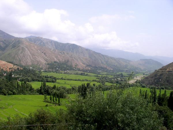 Lush green rice padies as seen from the side of the Road to Kashmir