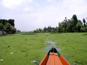 Beautiful green scenery at a canal, Srinigar