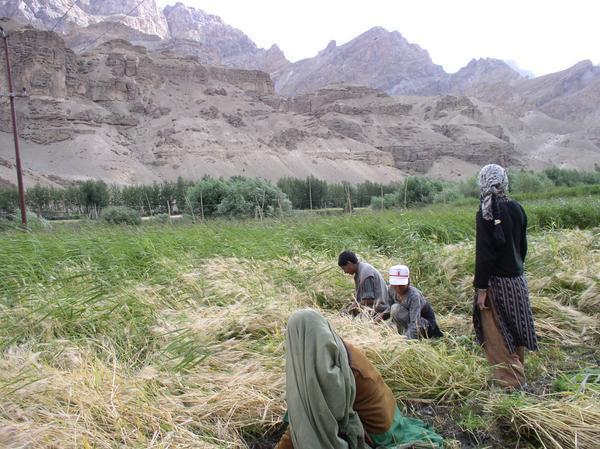 Farmers working the Tzampa (ladakhi for barley) fields, Mulbekh 