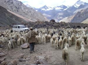 Goats bring traffic to a stand still, Road to Manali
